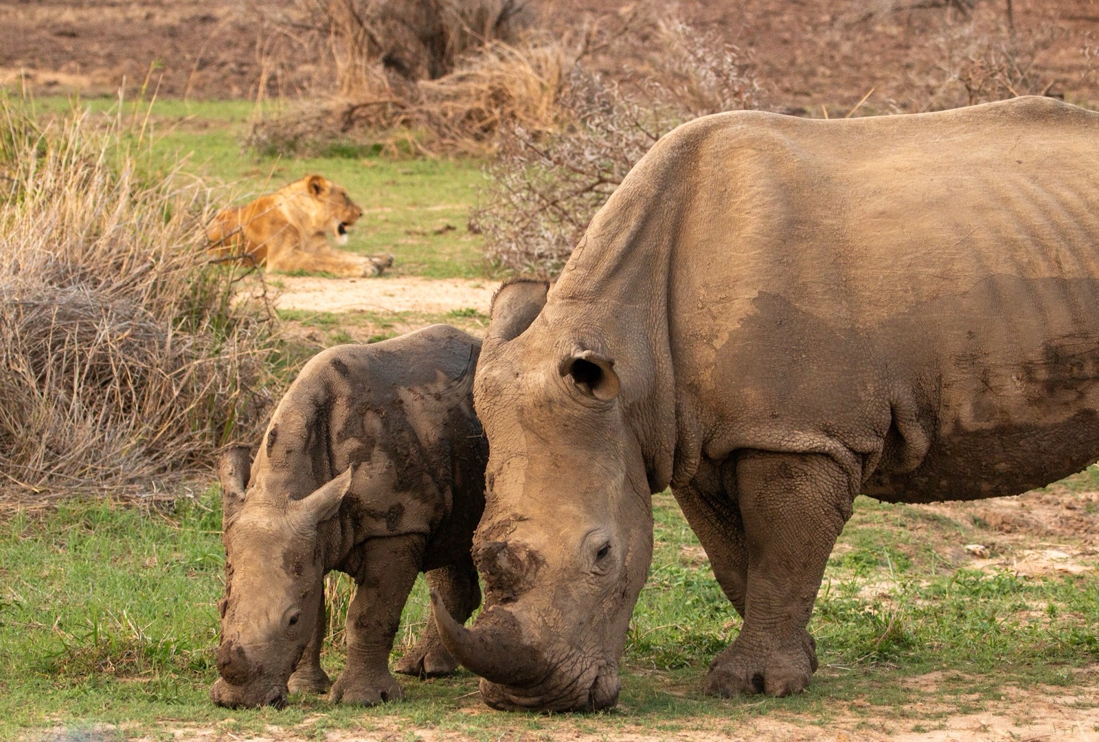 Rhino family Sightings