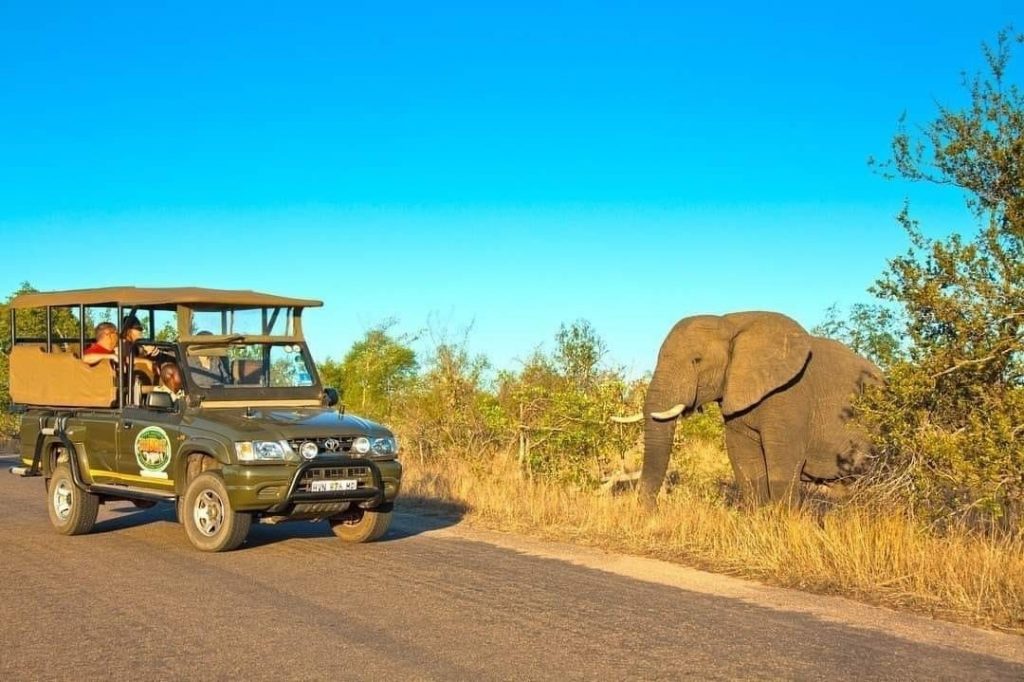 Half day Kruger morning / afternoon safari