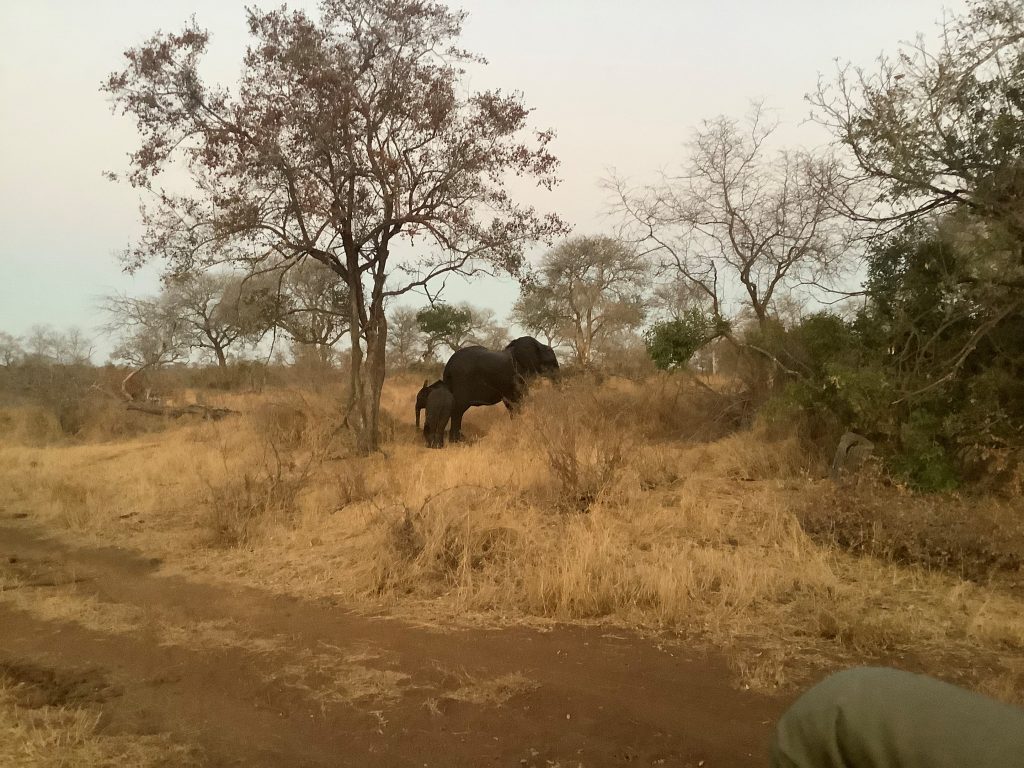 Hoedspruit Endangered Species Centre