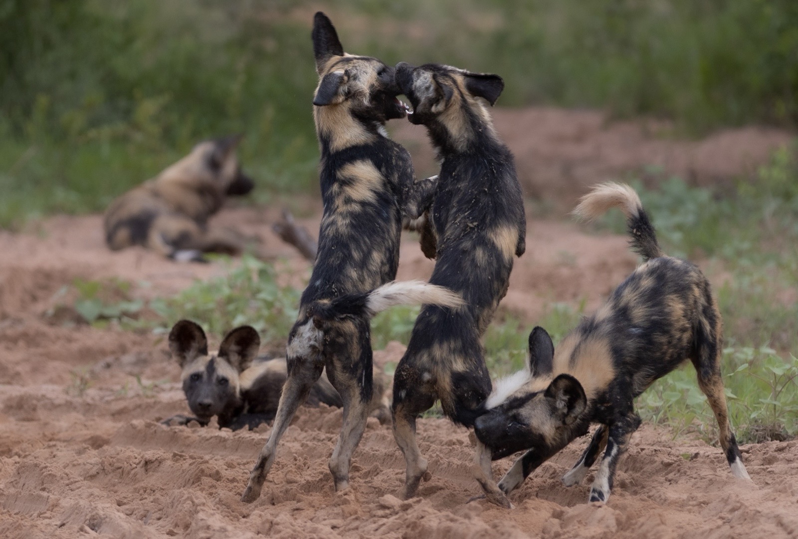 Duo Kruger Park & Sabi Sands 4 Days