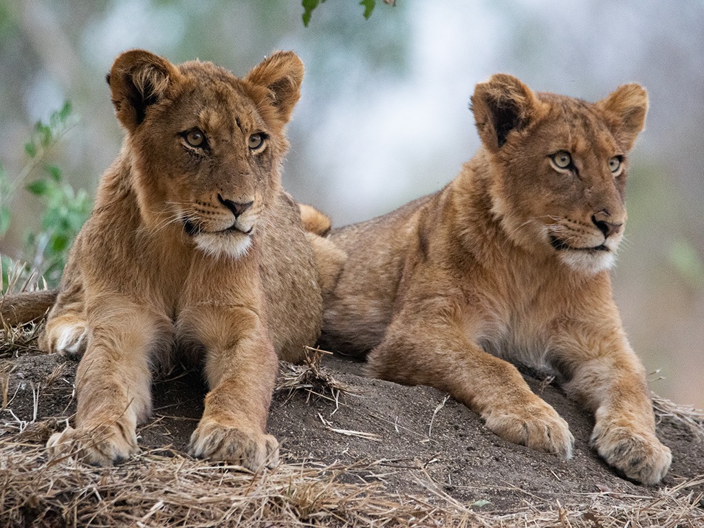 Kayaking Storm River Lion cubs sightings