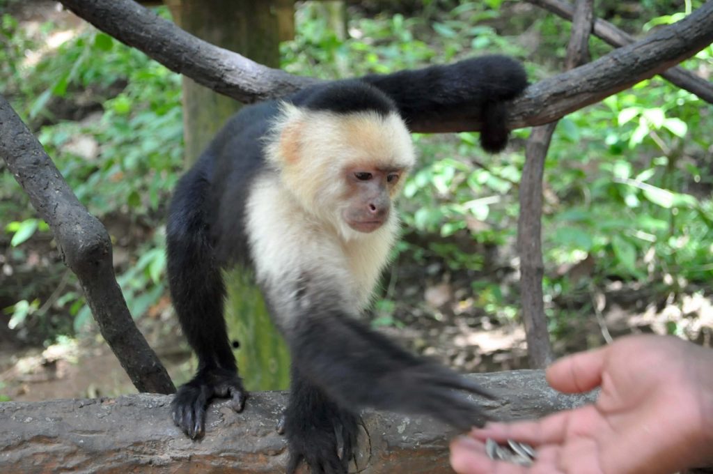 Monkey Sanctuary Tour