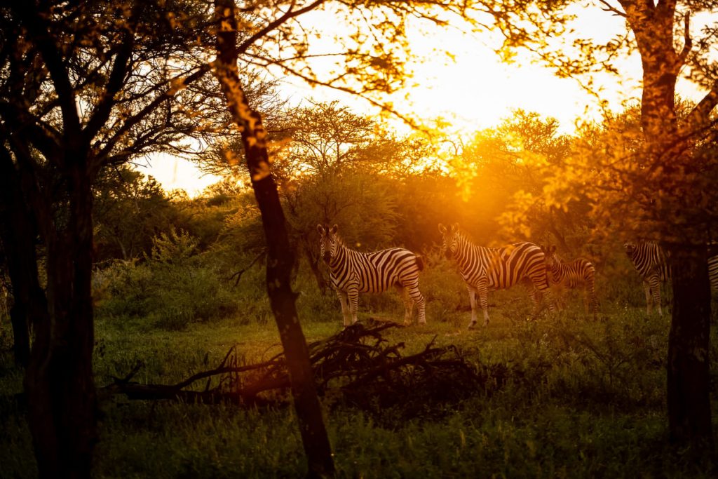 Dinokeng Tours