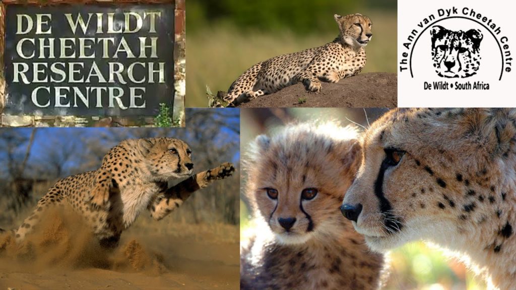 De Wildt Cheetah Center