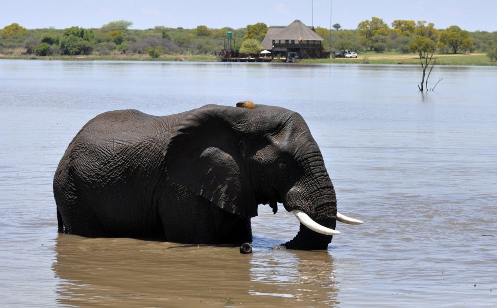 Luxury Dinokeng Safari 2 Days