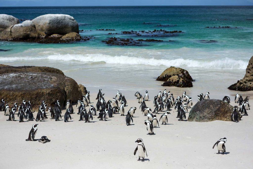 Cape Peninsula & Penguins Colony Full Day
