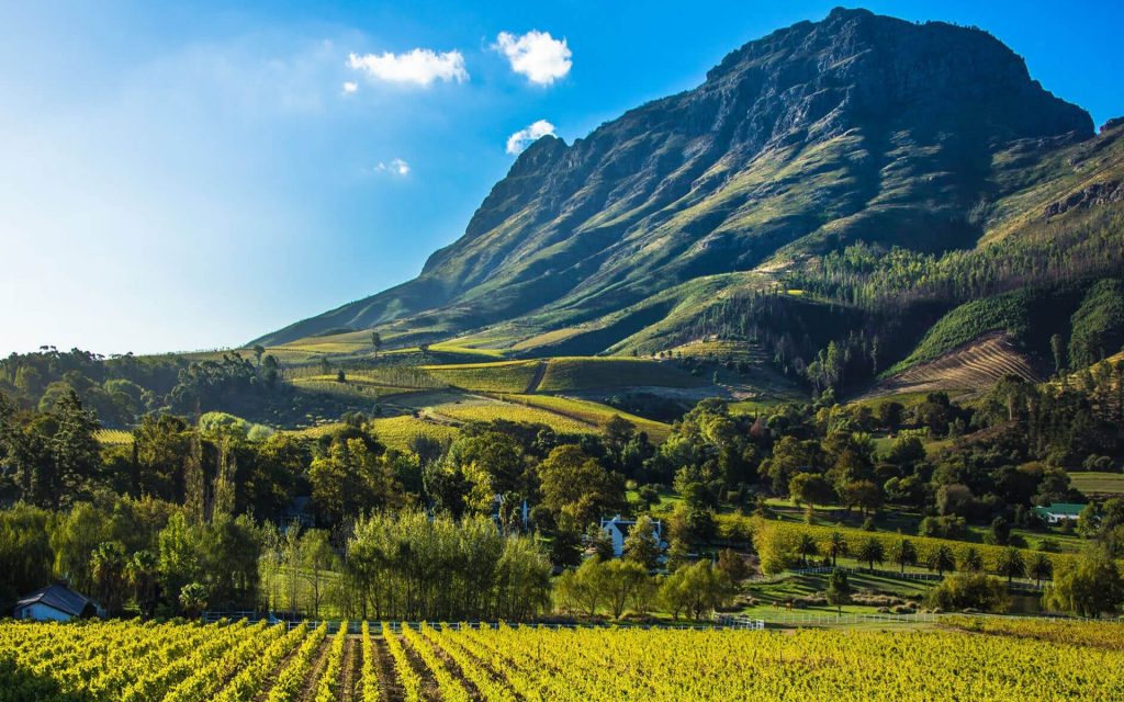 Cape Winelands Half Day Tour