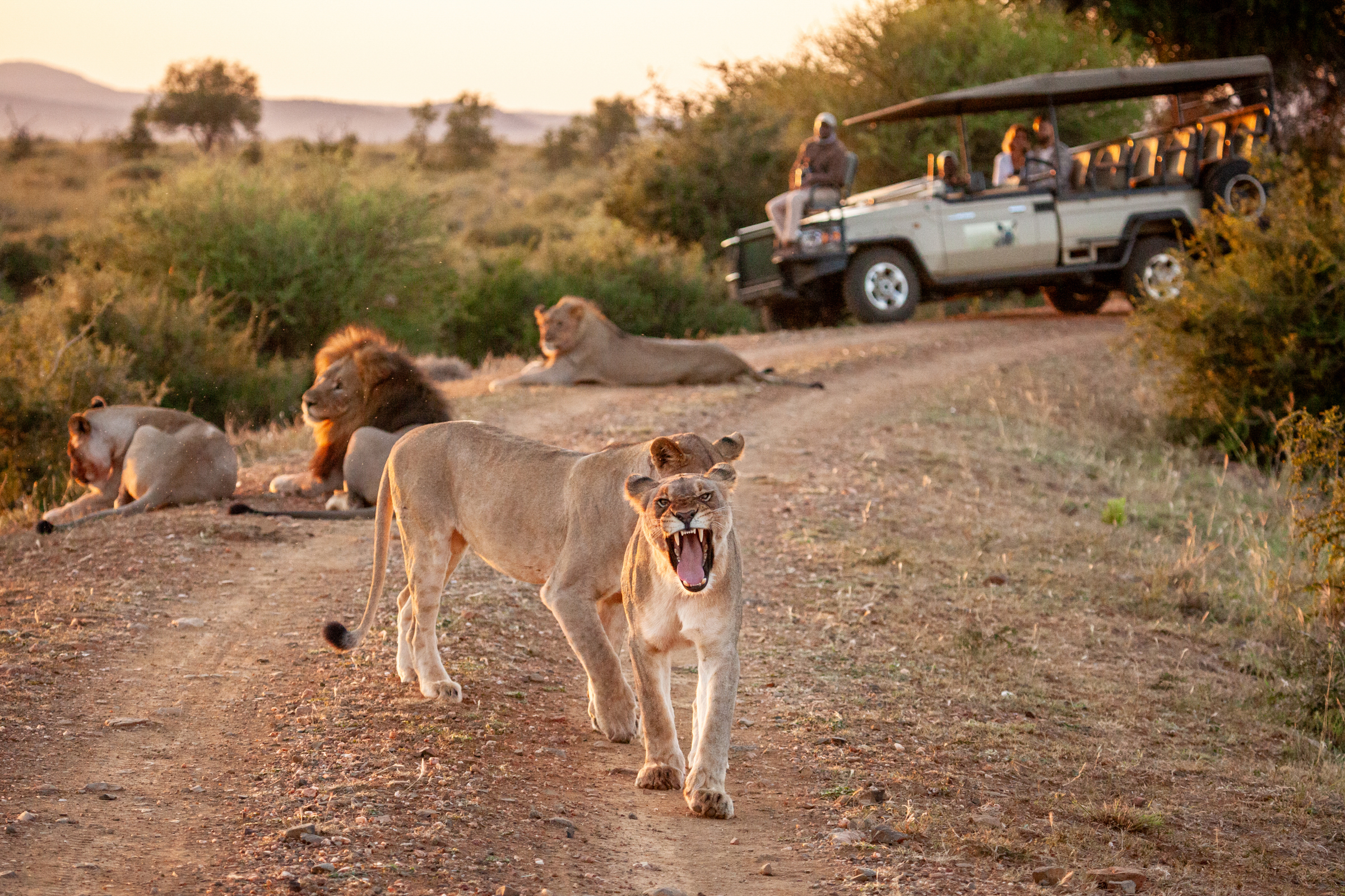 Lion pride sightings Greater Kruger private reserve