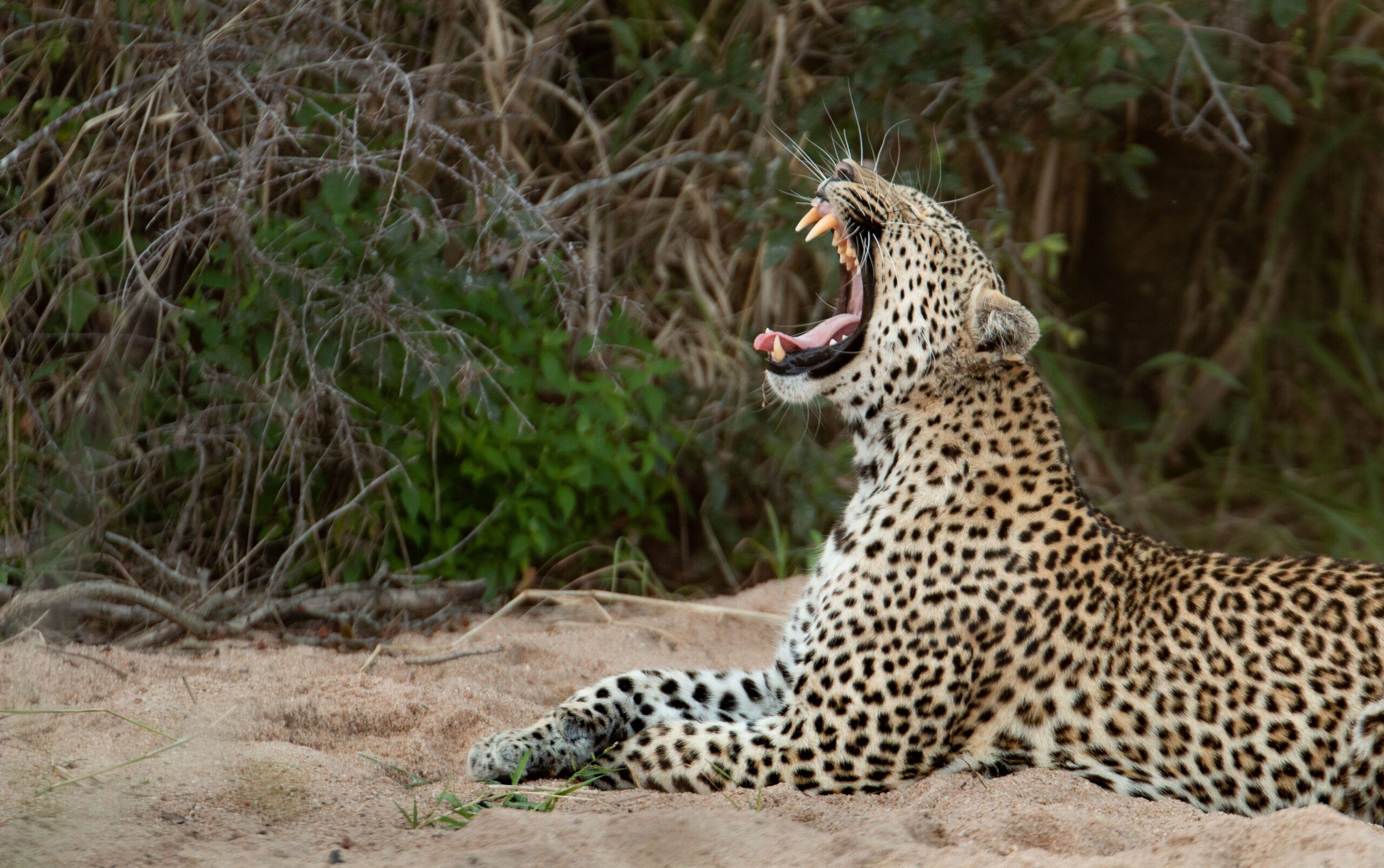 Leopard sighting Kruger National Park