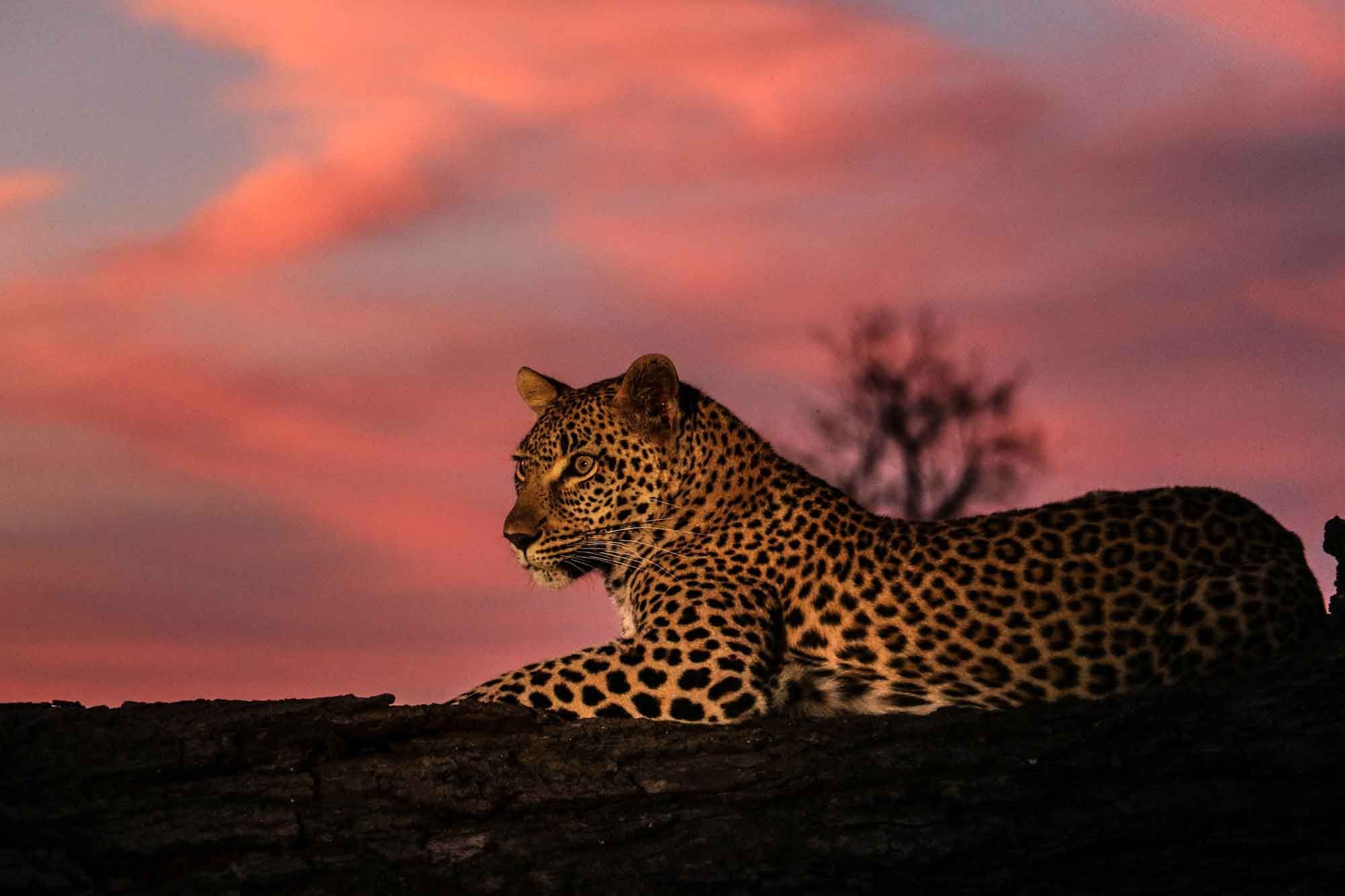 Night Drive Leopard sighting in Kruger National Park