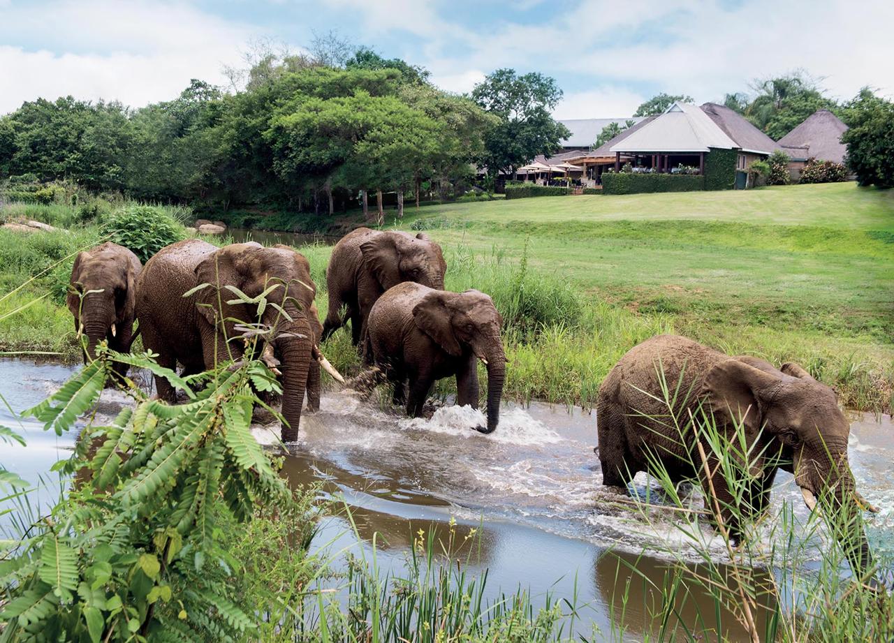 Elephants crossing Sabi River at Hip Hollow Lodge