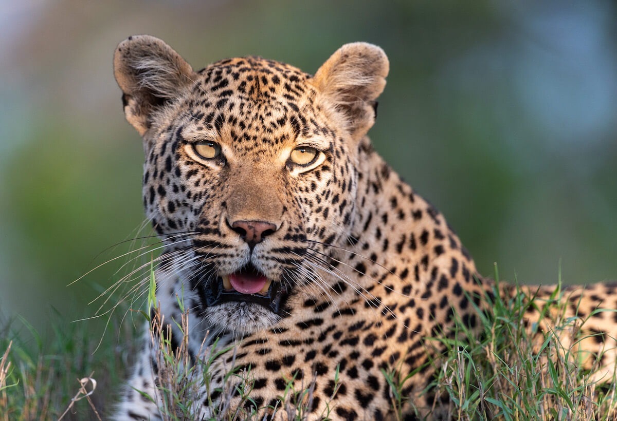 Leopard sighting in Savuti