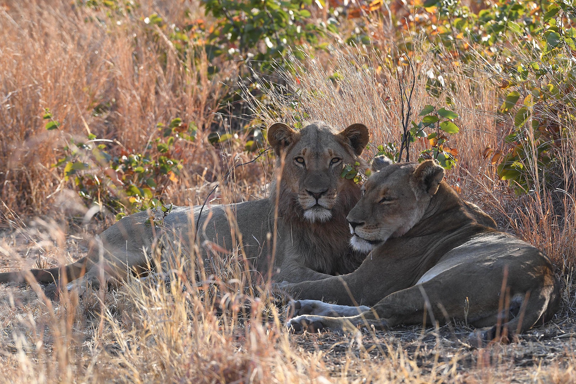 Lion Park Mini Safari