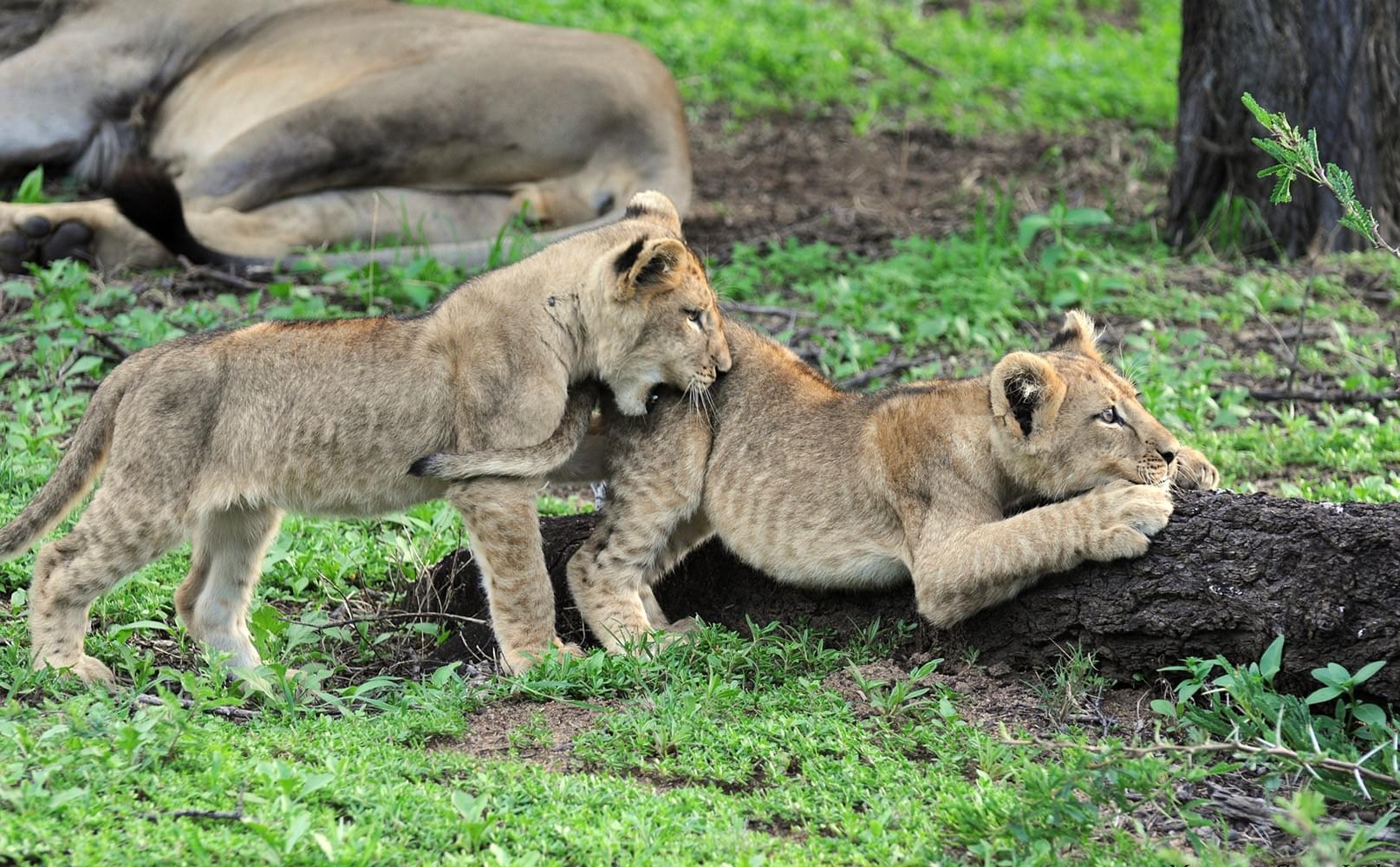 Lions Cubs Pilanesberg Game Drive